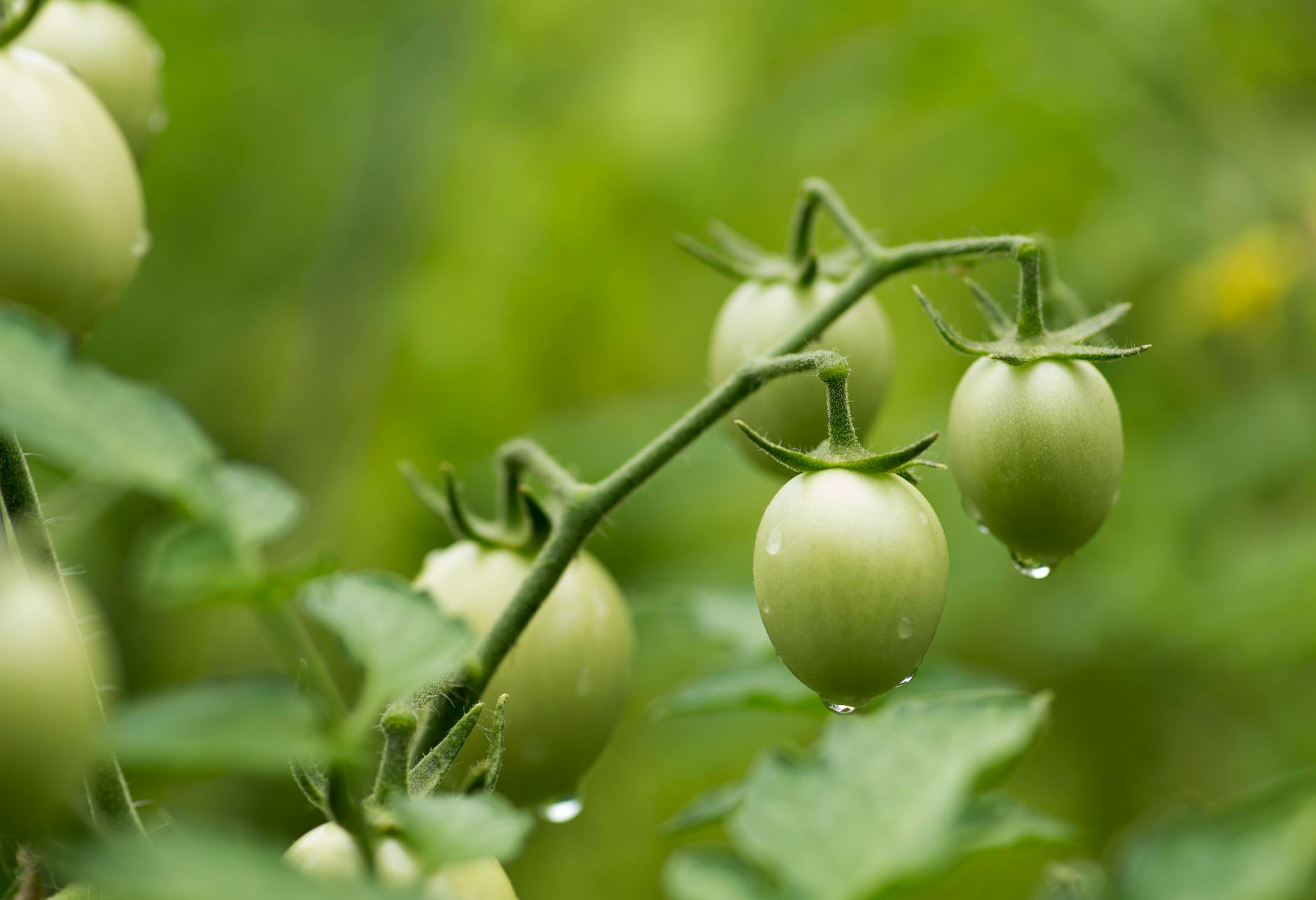 Zielone pomidory w ogrodzie pokryte kroplami rosy