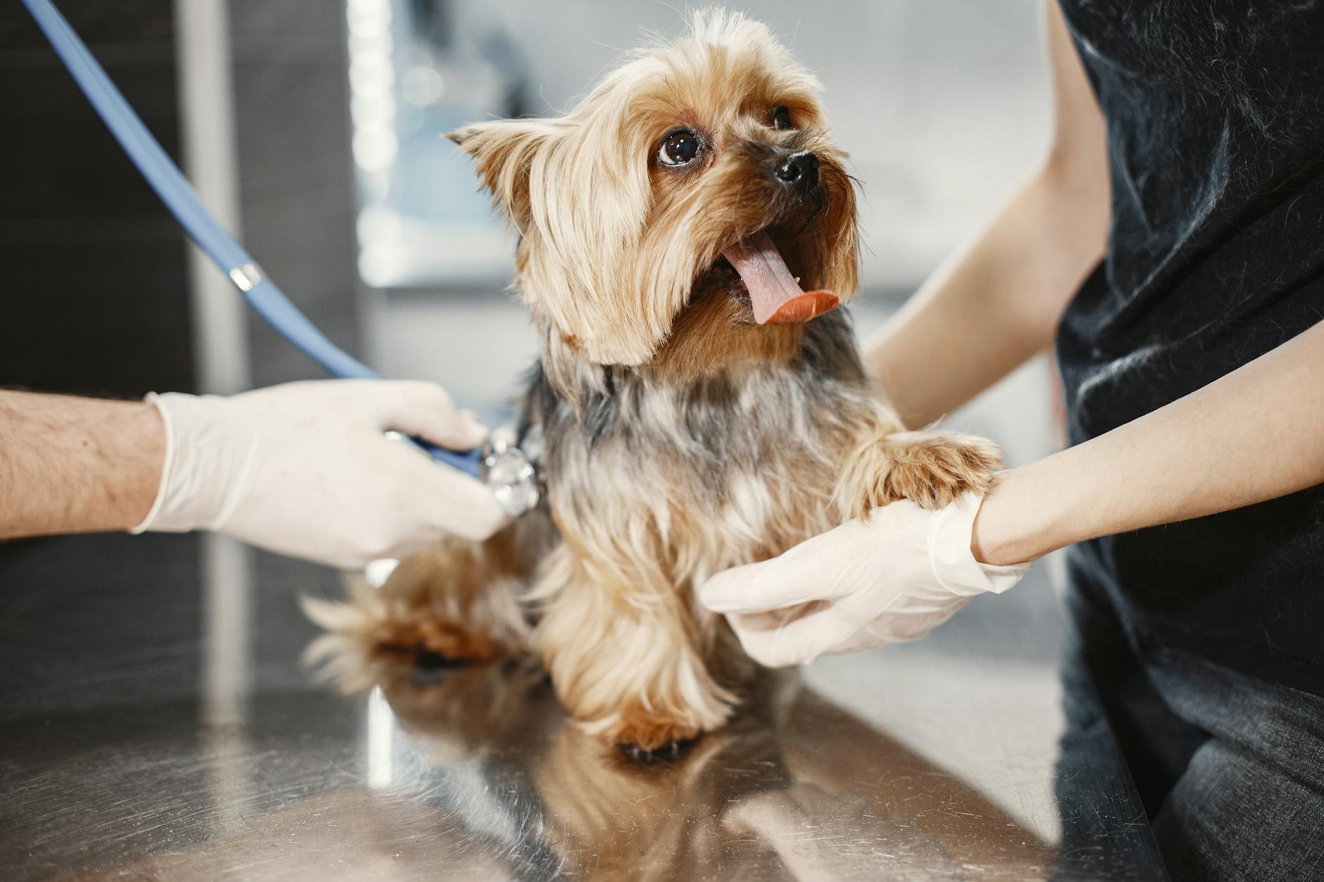 Yorkshire terrier podczas badania u weterynarza we wrocławskiej lecznicy